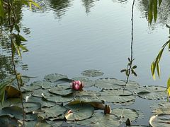 -泗洪洪泽湖湿地景区