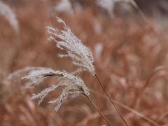 -野鸭湖国家湿地公园