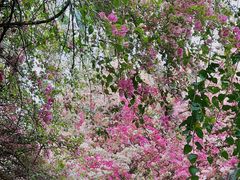 -深圳国际园林花卉博览园