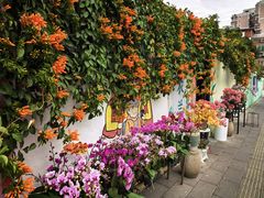 -溪岸路花鸟市场