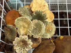 -野菌王•养生汤锅•野生菌火锅(大理漾濞路店)