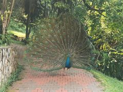 -吉隆坡雀鸟公园