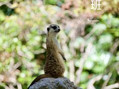 -上海野生动物园