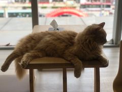 -藏猫猫咖啡主题馆(中央大道店)