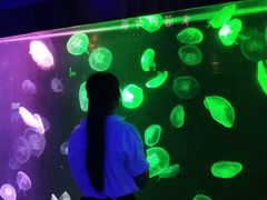 -锦艺城海洋馆
