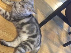 -Cappucimeow猫咪咖啡馆(韦伯时代店)