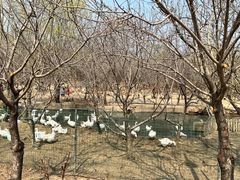 -第五季龙水凤港生态露营农场