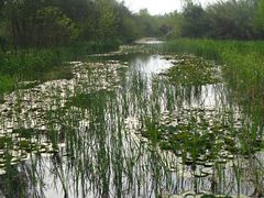 -溱湖国家湿地公园