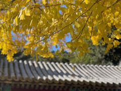-潭柘寺景区