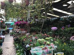 -曲阳花鸟市场(曲阳路店)