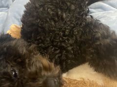 -纳吉亚猫专科动物医院博雅分院