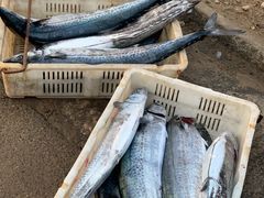 -青岛沙子口国家中心渔港