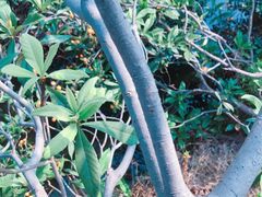 -塘栖枇杷特色园区