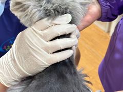 -北京观赏动物医院·24小时大型综合·猫专科·异宠专科
