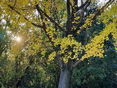 -上海吴淞炮台湾国家湿地公园