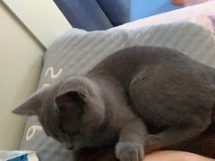-美联众合动物医院·24h京西诊疗中心