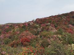 -贵州百里杜鹃风景名胜区