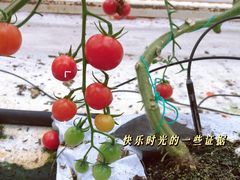 -苏州太湖西山岛开心农场