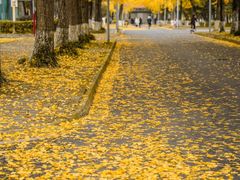 -四川大学(望江校区)