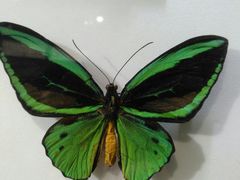 -上海昆虫博物馆