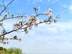 -高东镇樱花园