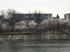 -桃花堤公园