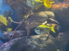 -悉尼海洋生物水族馆