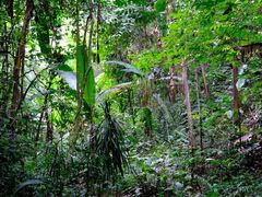 -西双版纳基诺山寨