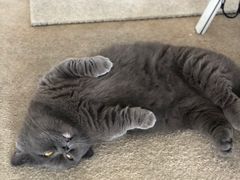 -泰国佛·塔罗·泰牌狐仙古曼