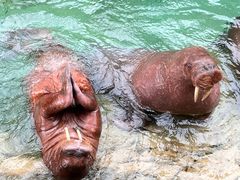 -珠海长隆海洋王国