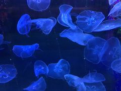 -梦幻海洋王国(吾悦广场张家港店)
