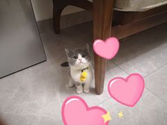 -lincat·猫舍(广州店)