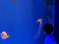 -海合安成都极地海洋公园