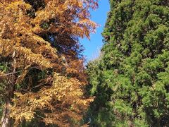 -大围山国家森林公园