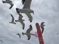 -海驴岛(荣成市)