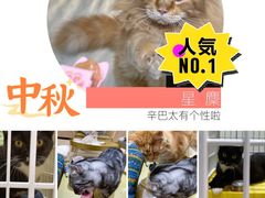 -藏猫猫咖啡主题馆(中央大道店)