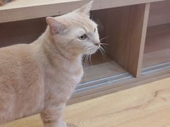 -是阿柴呀！柴犬咖啡·爱喵喵猫咖