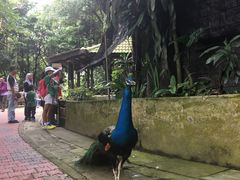 -吉隆坡雀鸟公园