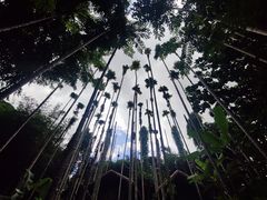 -海南槟榔谷黎苗文化旅游区