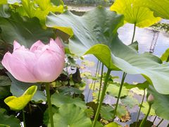 -陈家山荷花公园