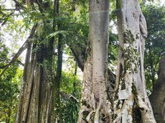 -瑞丽独树成林风景区