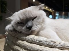 -藏猫猫咖啡主题馆(中央大道店)