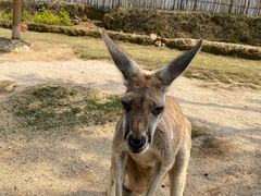 -泉州海丝野生动物世界