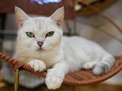 -万小咖.猫咖(中山路天虹店)