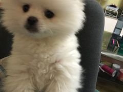 -宠颐生中康贝怡动物医院