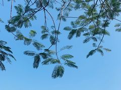 -深圳湾公园(南山区)