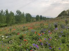 -洨河生态公园