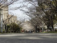 -高东镇樱花园