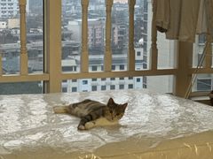 -半岛宠物医院24小时(科华中路店)