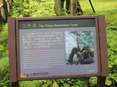 -阿里山神木遗迹